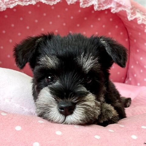 ミニチュアシュナウザー・　　かんのん・３ちゃんサムネイル