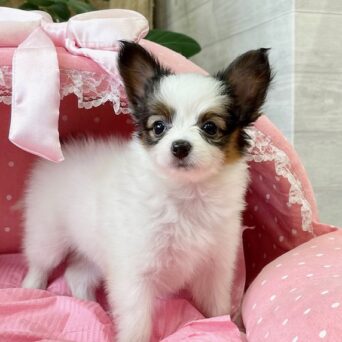 パピヨン・アイビー・１ちゃんサムネイル