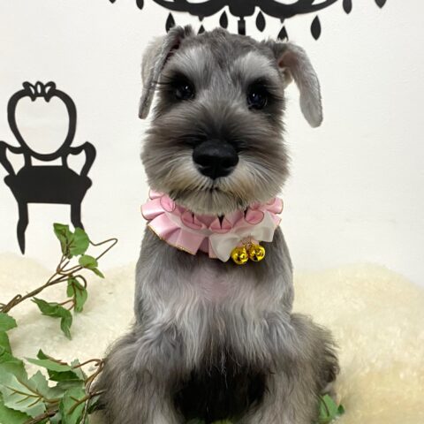 ミニチュアシュナウザー　まるみ・１君　サムネイル