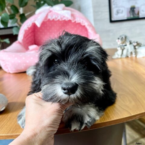 ミニチュアシュナウザー　るんか　２ちゃんサムネイル
