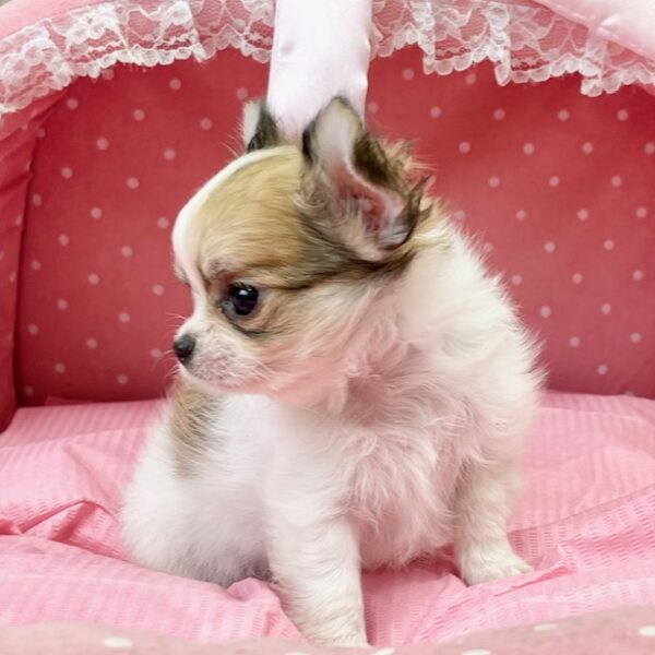 抜き苗♥️可愛い✨チワワ✨ 特選犬 マイクロチワワ王子登場✨ | セシル ママのブログ