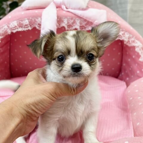 チワワ　ましろ・１ちゃんサムネイル