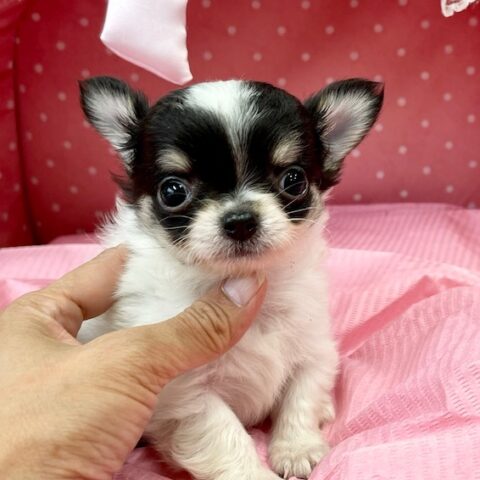 チワワ　ましろ・３ちゃんサムネイル