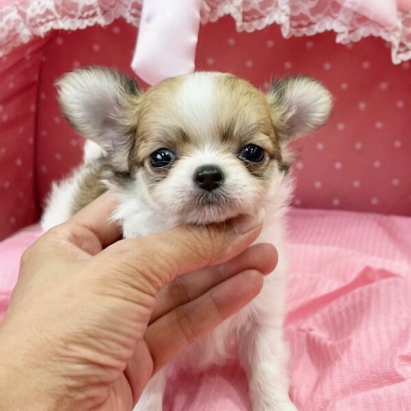 チワワ ましろ・2ちゃん | 【公式】子犬のブリーダー・ミニチュア