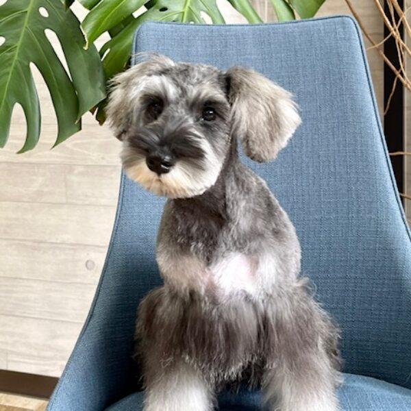 ミニチュアシュナウザー・ みひろ・1ちゃん | 【公式】子犬の