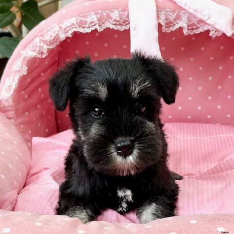 ミニチュアシュナウザー　ちゃい・４ちゃんサムネイル