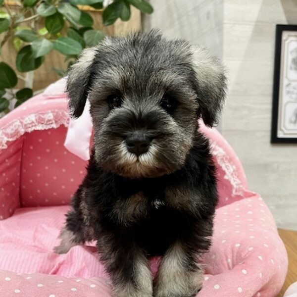 ミニチュアシュナウザー みなと・1君 | 【公式】子犬のブリーダー