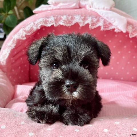 ミニチュアシュナウザー　アクア・１ちゃんサムネイル