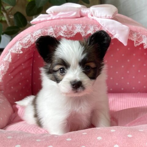 パピヨン　バンダナ・１君サムネイル