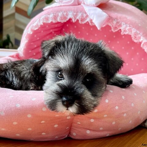 ミニチュアシュナウザー　シング・３ちゃんサムネイル