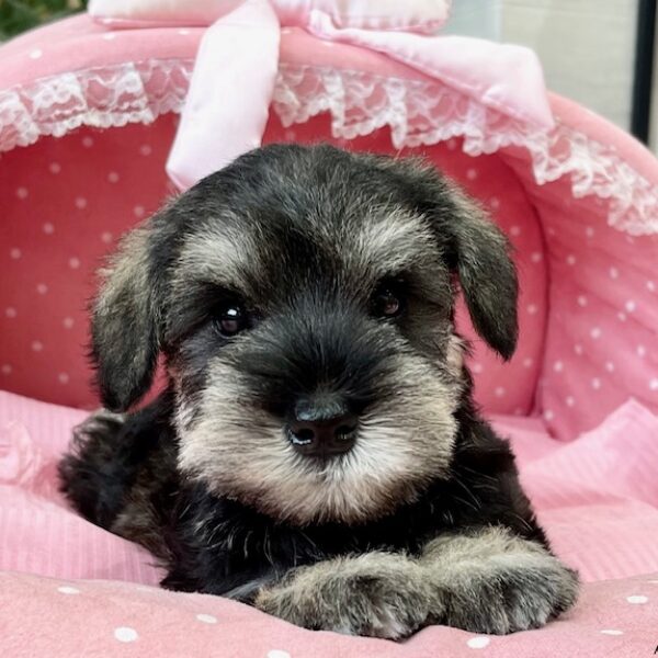 ミニチュアシュナウザー 心菜 １君 公式 子犬のブリーダー ミニチュアシュナウザー専門店なら枚方の ブルーステラ