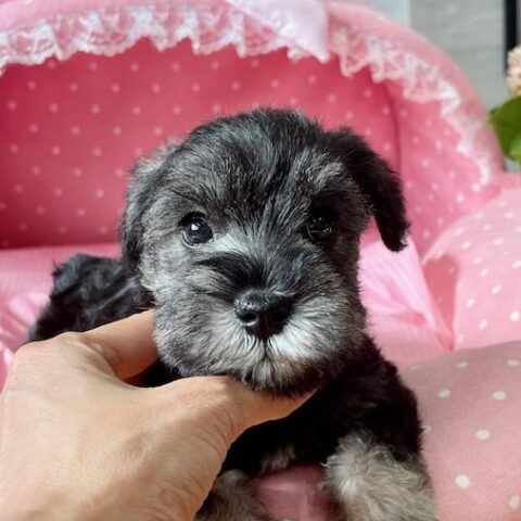 ミニチュアシュナウザー　アクア・２ちゃんサムネイル