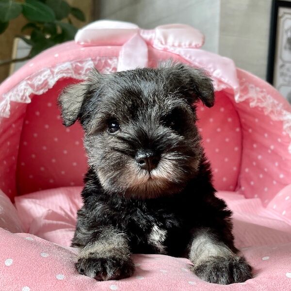 ミニチュアシュナウザー みはる １君 公式 子犬のブリーダー ミニチュアシュナウザー専門店なら枚方の ブルーステラ