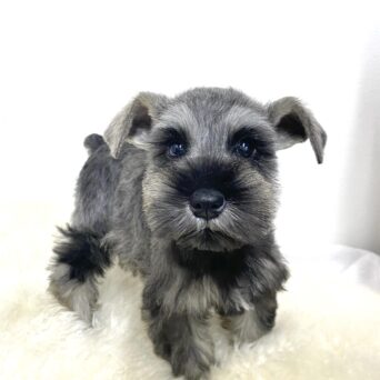 ミニチュアシュナウザー　くるん・２ちゃんサムネイル