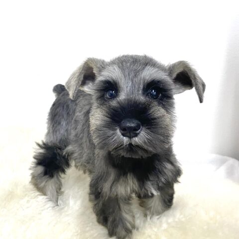 ミニチュアシュナウザー　くるん・２ちゃんサムネイル