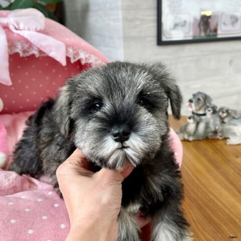 ミニチュアシュナウザー　くるん・１ちゃんサムネイル