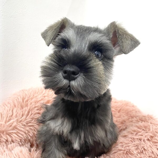 ミニチュア シュナウザー ラグ ダークブルー ミニチュア・シュナウザー | 【ラバーズドッグ】LOVERS DOG