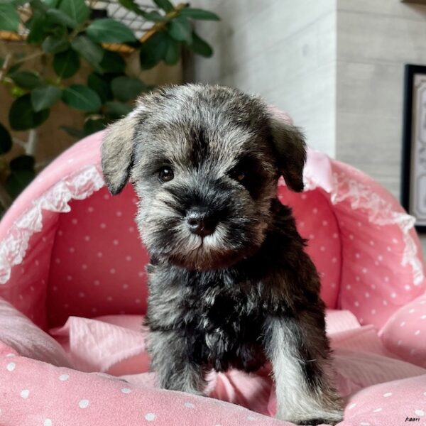 014 ポケットブリーダー 3種 Amazon.co.jp: コレクト バインダー用