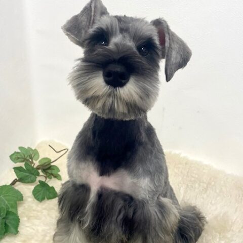 ミニチュアシュナウザー　モコ・１ちゃんサムネイル