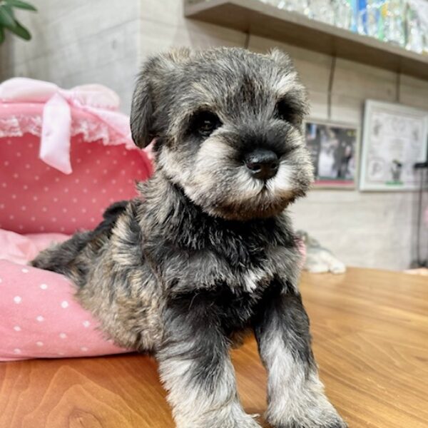 ミニチュアシュナウザー モコ・2ちゃん | 【公式】子犬のブリーダー