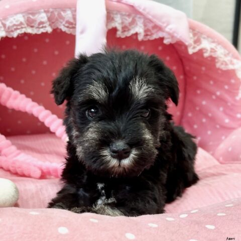 ミニチュアシュナウザー　ほなみ・１ちゃんサムネイル