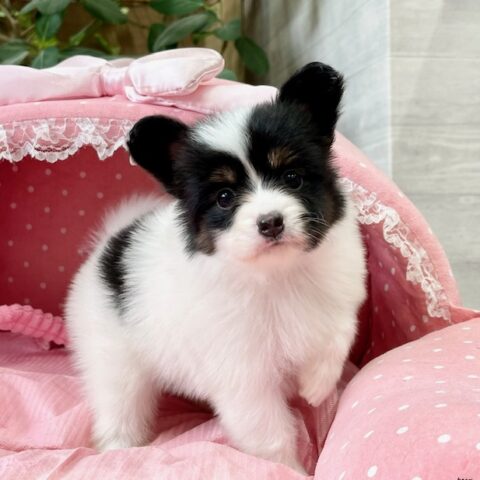 パピヨン・サファイヤ・２ちゃんサムネイル