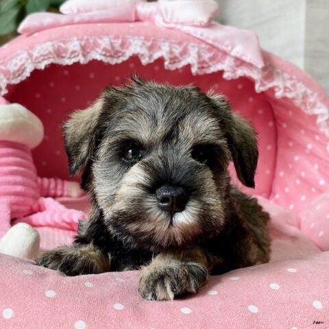 ミニチュアシュナウザー　かなえ・１ちゃんサムネイル