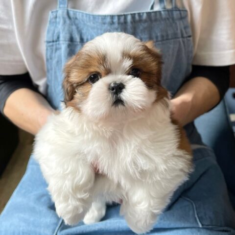 シーズー　チーズ・１ちゃんサムネイル