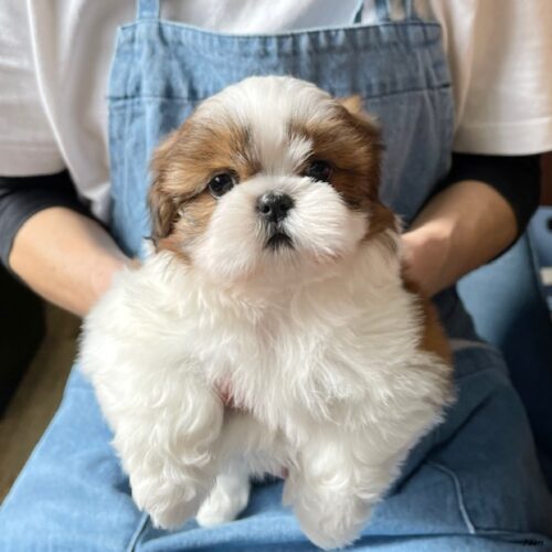 シーズー　チーズ・１ちゃん