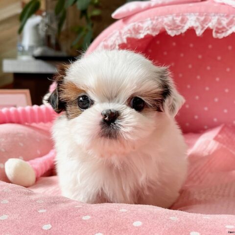 シーズー　チーズ・４ちゃんサムネイル