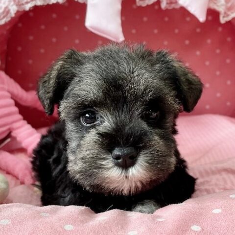 ミニチュアシュナウザー　ほなみ・５ちゃんサムネイル