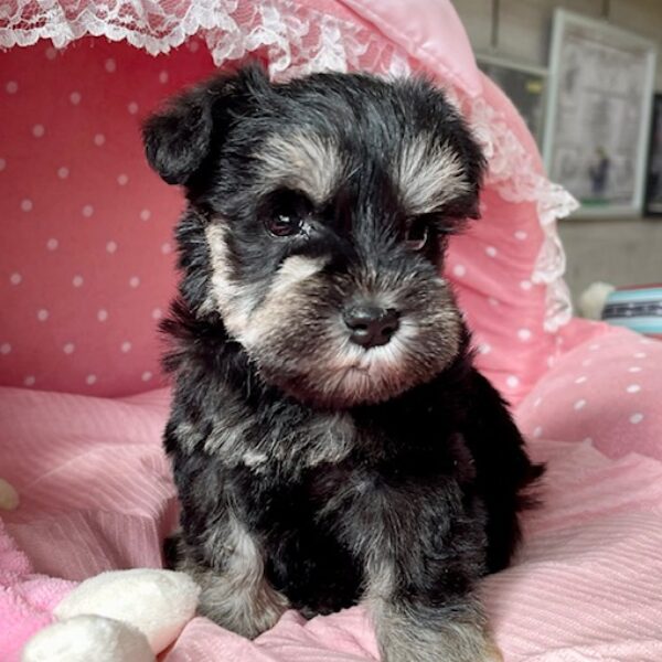 ミニチュアシュナウザー クロス・1ちゃん | 【公式】子犬のブリーダー