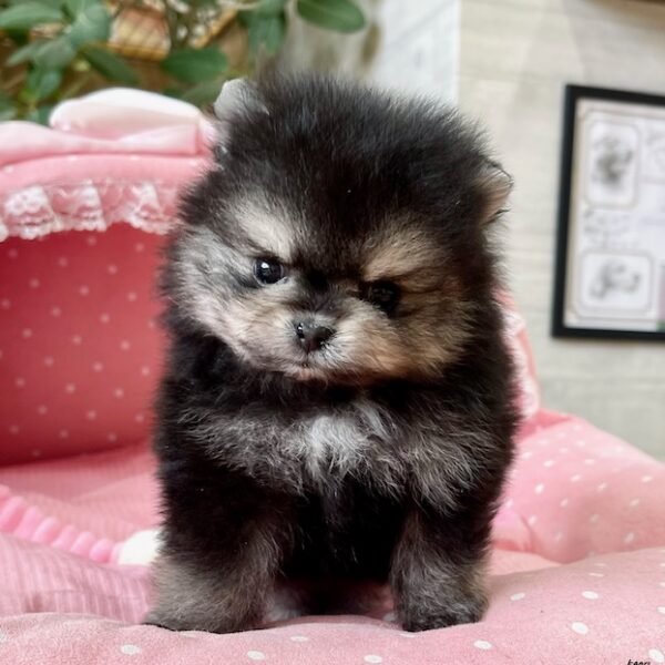 オーダー受付 ポメラニアン ご予約ページ レアパネル 8/19 ポメプー