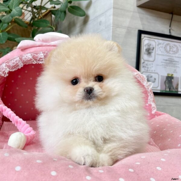 オーダー受付　ポメラニアン　限定パネル　ご予約ページ　5/8 茨城県のポメチワ:ポメラニアン×チワワ｜男の子・2024/05/12