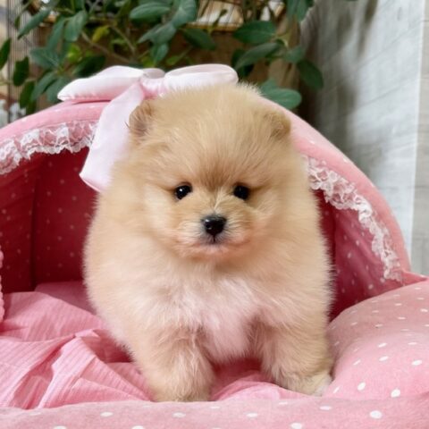 ポメラニアン　ちるちる・２ちゃんサムネイル