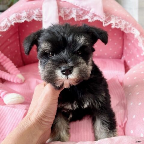 ミニチュアシュナウザー　もも・３ちゃんサムネイル