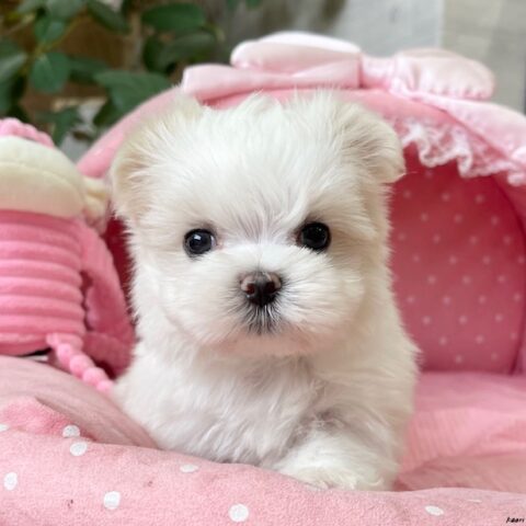 マルチーズ　聖・１君サムネイル