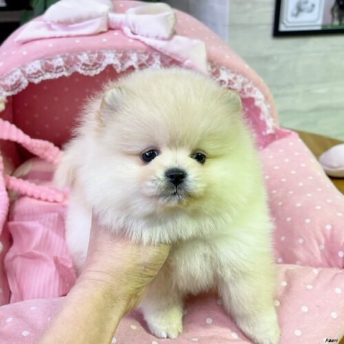 ポメラニアン　ティファニー・１ちゃん