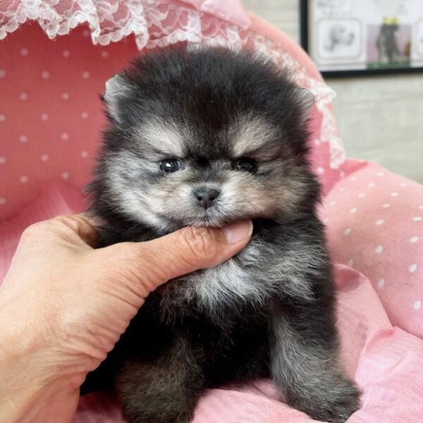 ポメラニアン ココ・3君 | 【公式】子犬のブリーダー・ミニチュア