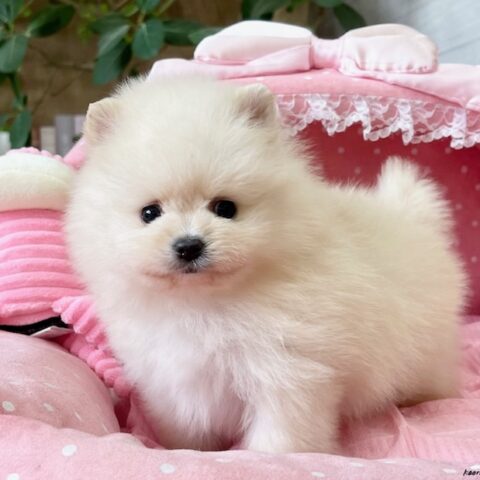 ポメラニアン　ココ・２君サムネイル