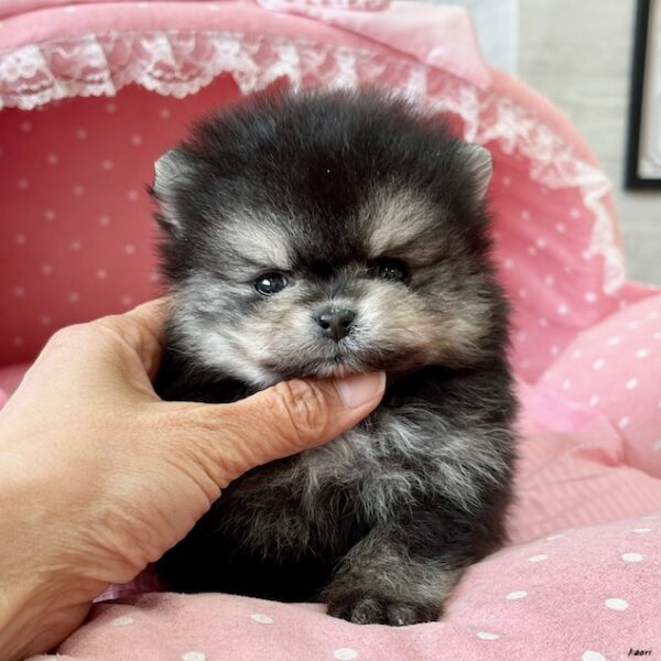 ポメラニアン ココ・3君 | 【公式】子犬のブリーダー・ミニチュア
