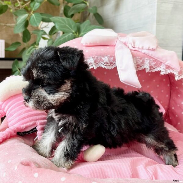 ミニチュアシュナウザー もも・3ちゃん | 【公式】子犬のブリーダー