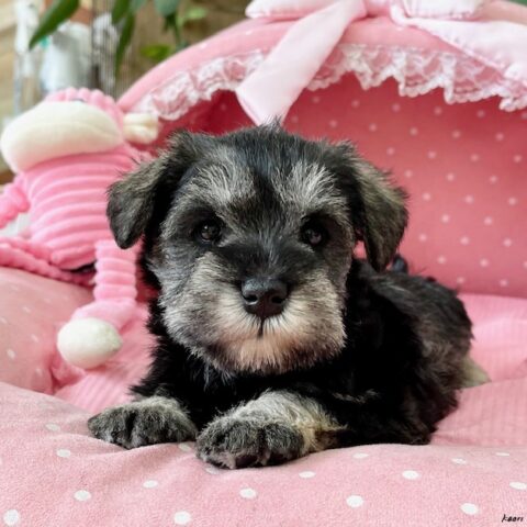 ミニチュアシュナウザー　かえで・１ちゃんサムネイル