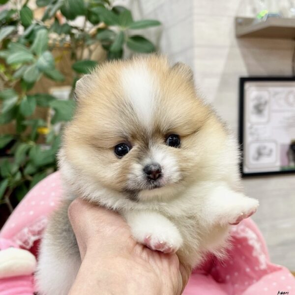 じゅんじゅん様️両面パネル巾着2口目️ゴスロリ️女の子️ポメラニアン