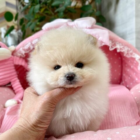ポメラニアン　ちるちる・１ちゃんサムネイル