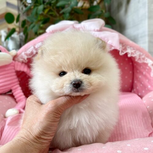 ポメラニアン　ちるちる・１ちゃん