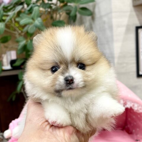 ポメラニアン　ぷりん・２ちゃんサムネイル