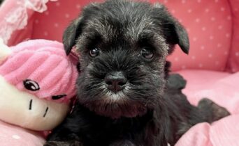 ミニチュアシュナウザー　あんな・１ちゃんサムネイル