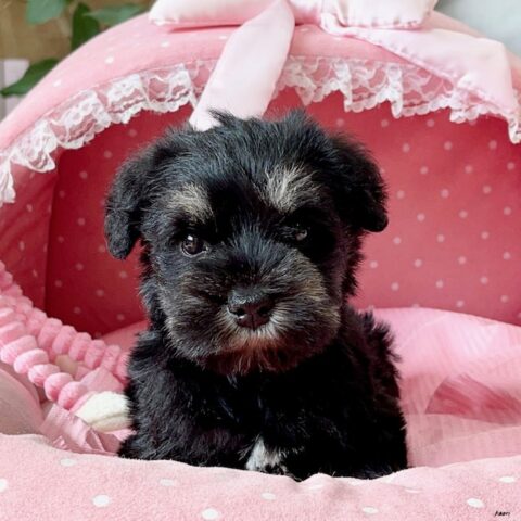 ミニチュアシュナウザー　つつじ・１ちゃんサムネイル