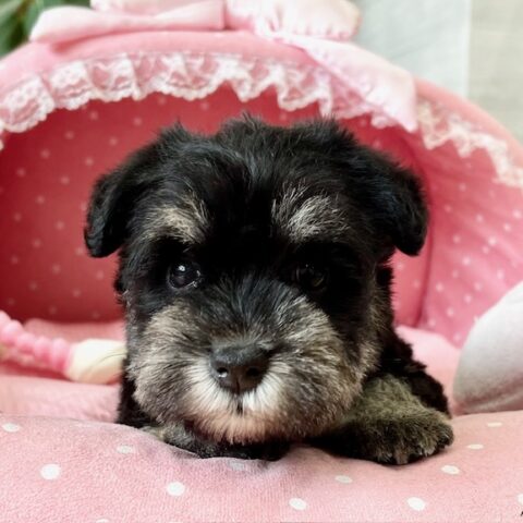 ミニチュアシュナウザー　くぐみ・１ちゃんサムネイル